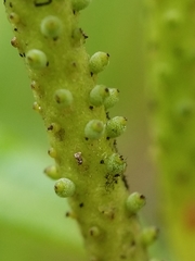 Peperomia hesperomannii