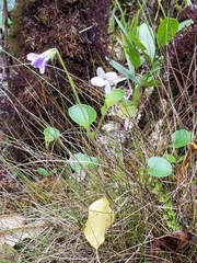 Viola kauaensis