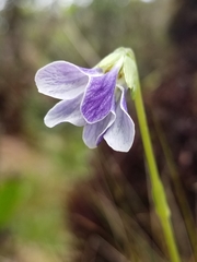 Viola kauaensis
