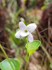 Viola kauaensis