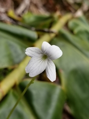 Viola kauaensis