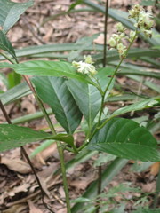 Tetracera