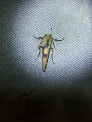 Oeonosia