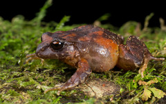 Eupsophus roseus