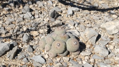 Epithelantha greggii