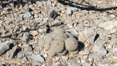 Epithelantha greggii greggii