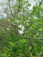 Prunus salicina