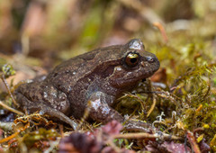 Chiloe Island Ground Frog photo 3