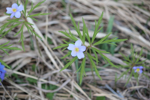 Anemonoides caerulea (Anemonoides caerulea)