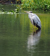 Ardea cinerea
