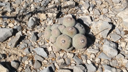 Epithelantha greggii