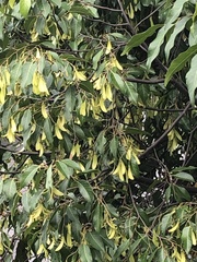 Hopea odorata