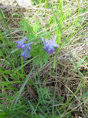 Corydalis turtschaninovii