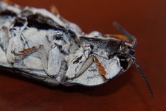 Tetralobus flabellicornis