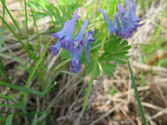 Corydalis turtschaninovii