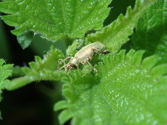 Phyllobius pomaceus