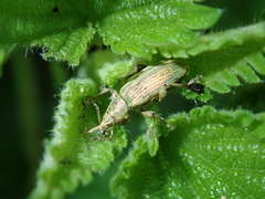 Phyllobius pomaceus