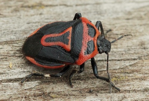 Two-spotted Stink Bug photo 3