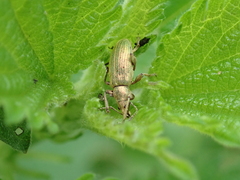 Phyllobius pomaceus