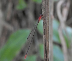 Teinobasis rufithorax