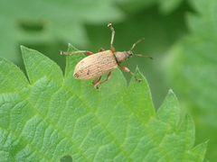 Phyllobius glaucus