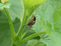 Phyllobius glaucus