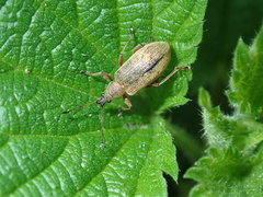 Phyllobius glaucus