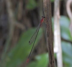 Teinobasis rufithorax