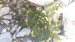 Selaginella ribae