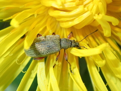 Phyllobius glaucus