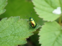 Gastrophysa viridula