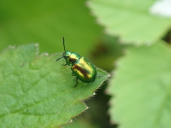 Gastrophysa viridula
