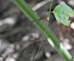 Teinobasis rufithorax