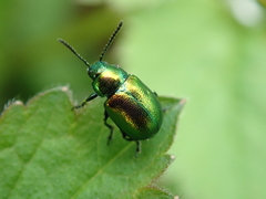 Gastrophysa viridula