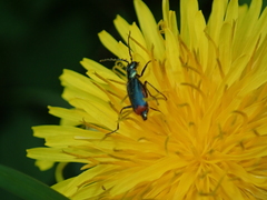 Malachius bipustulatus