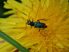 Malachius bipustulatus