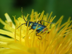 Malachius bipustulatus