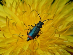 Malachius bipustulatus