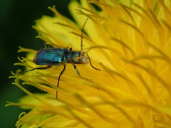 Malachius bipustulatus