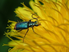 Malachius bipustulatus