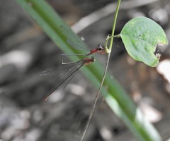 Teinobasis rufithorax