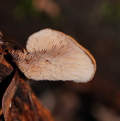 Lentinellus castoreus