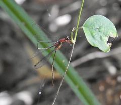Teinobasis rufithorax