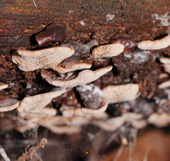 Lentinellus castoreus