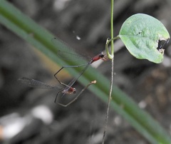 Teinobasis rufithorax