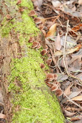 Lentinellus castoreus