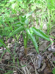 Arisaema amurense