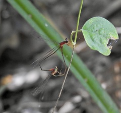 Teinobasis rufithorax