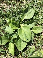 Plantago major