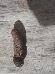 Procavia capensis